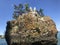 Seagulls Perched on Boulder