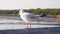 Seagulls are perched on the edge of the cement bridge.