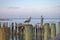 Seagulls Perched on Pilings -06