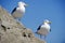 Seagulls Perched on a Rock