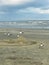 Seagulls perched on a sand shark