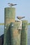 Seagulls on Pilings