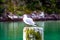 Seagulls on pilings and the beach. Orewa Bayof Islands New Zealand