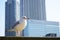 Seagulls play around Sumida river in Tokyo bay