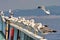 Seagulls and port city Kavala in background - Greece. Summer seascape