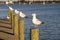 Seagulls on Posts