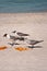 Seagulls preparing to feast on orange crackers,left by bathers