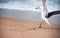 Seagulls prey on crabs on the shores of the Atlantic Ocean. Portugal.  Wildlife birds.  The struggle for survival. Seagulls eat