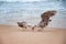 Seagulls prey on crabs on the shores of the Atlantic Ocean. Portugal.  Wildlife birds.  The struggle for survival. Seagulls eat