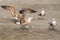 Seagulls quarreling over food on shores of Black Sea