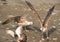 Seagulls quarreling over food on shores of Black Sea