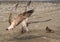 Seagulls quarreling over food on shores of Black Sea
