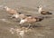 Seagulls quarreling over food on shores of Black Sea