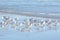 The seagulls reflect off of the island tidal pool