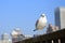 Seagulls relax at Sumida river in Tokyo bay
