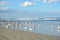 Seagulls relaxing on beautiful beach.