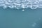 seagulls relaxing on frozen lake