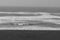 Seagulls rest near the coastline, On the Pacific North shores.