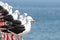 Seagulls rest on the railing along the promenade of ViÃ±a del Mar