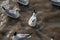 Seagulls rest in water near mangrove forest