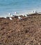Seagulls rest on the winter beach
