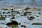 Seagulls resting on the Banks of the Tagus river in Lisbon