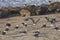 Seagulls resting on the beach