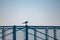 Seagulls resting on the railing of the pier or dock in a Riviera Romagnola Beach near Rimini and Riccione. italian summer