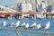 Seagulls resting on the railing and watching seawater at harbour.Busan port in winter