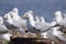 Seagulls - Ring-billed Gulls