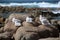 Seagulls on a rock at Friendly Beaches Reserve Tasmania, Australia