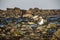 Seagulls on the rocks at the beach in the summer