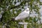 Seagulls on the rocks of the picturesque island Kastellholmen in Stockholm