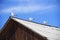 Seagulls on the roof of a house in a siberian village on Olkhon Island, Baikal Lake, Russia.