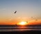 Seagulls and sailboats at sunset