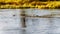 Seagulls scavaging on spawning salmon in the Stave River downstream of the Ruskin Dam at Hayward Lake near Mission, BC, Canada