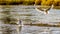 Seagulls scavaging on spawning salmon in the Stave River downstream of the Ruskin Dam at Hayward Lake near Mission, BC, Canada