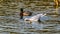 Seagulls scavaging on spawning salmon in the Stave River downstream of the Ruskin Dam at Hayward Lake near Mission, BC, Canada