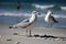 Seagulls Scavenging For Food On The Beach. Generative AI