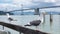 seagulls or sea gulls birds on parapet at bridge