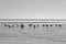 Seagulls at the Seashore Walking in the Surf