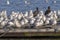 Seagulls settling in for the night on a lake boat dock, Horizontal Photo