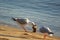 Seagulls Sharing Food