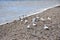 Seagulls on Shingle Beach, Aldeburgh, Suffolk, England, UK