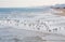 Seagulls on the shore. Adriatic sea beach. Rimini Italy