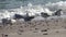 Seagulls on the shore of the Black Sea. Gull stand on the beach