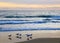 Seagulls on the shore of the mediterranean sea at sunset. Benidorm Spain