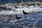 Seagulls on the shore of the Tagus River