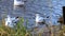 Seagulls at shore in water