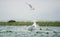 Seagulls shuttle back and forth in the river for food. There\\\'s salmon around.